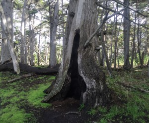 tree
