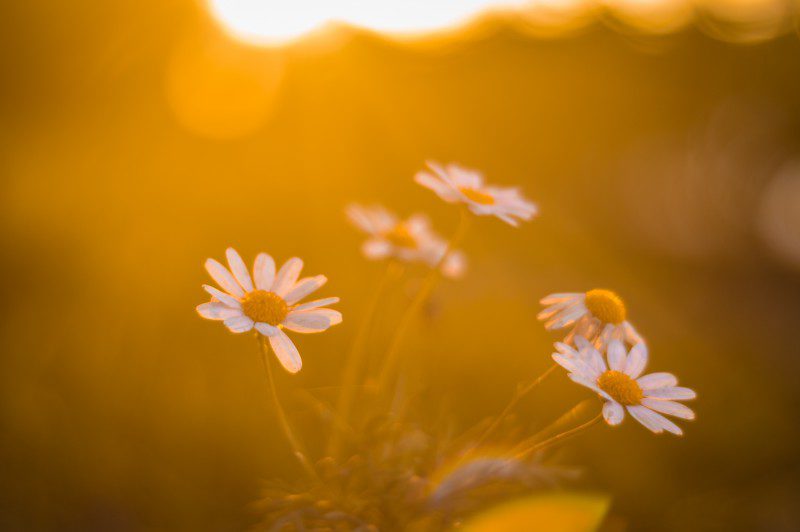 Meditation in the morning - Positive Aura